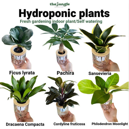 Hydroponic assorted plants/Self-watering - Indoor plant/Desktop Decoration