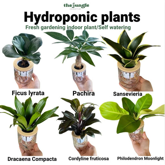 Hydroponic assorted plants/Self-watering - Indoor plant/Desktop Decoration
