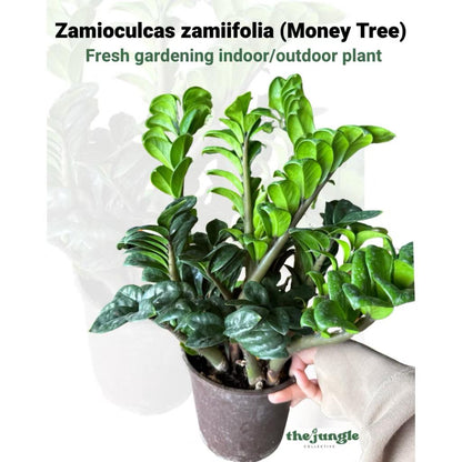 Zamioculcas zamiifolia Zz Plant - Fresh gardening indoor/balcony plant