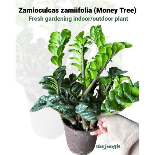 Zamioculcas zamiifolia Zz Plant - Fresh gardening indoor/balcony plant