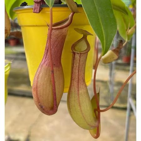 Pitcher/Nepenthes Plant/Eating mosquitoes/flies - Fresh gardening balcony plant