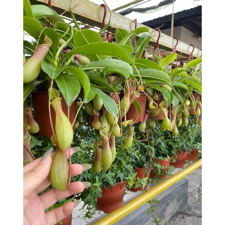 Pitcher/Nepenthes Plant/Eating mosquitoes/flies - Fresh gardening balcony plant