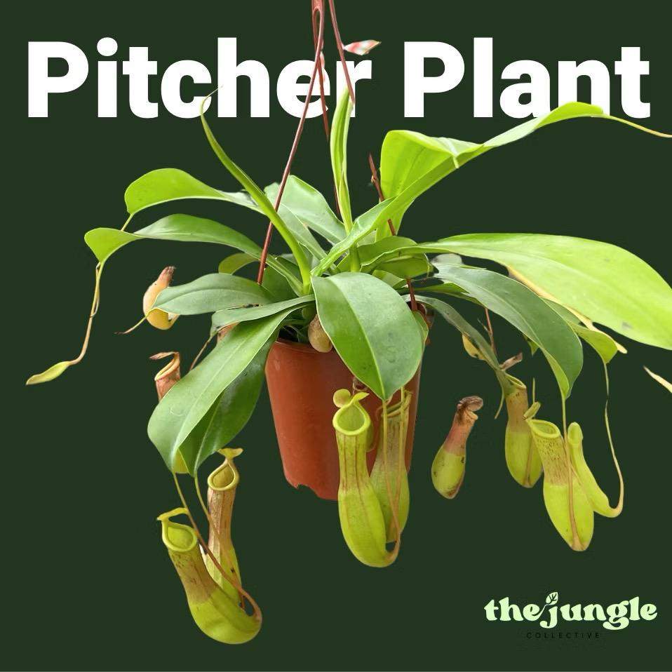 Pitcher/Nepenthes Plant/Eating mosquitoes/flies - Fresh gardening balcony plant