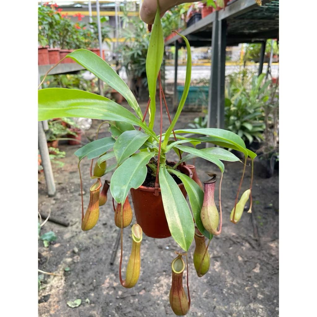Pitcher/Nepenthes Plant/Eating mosquitoes/flies - Fresh gardening balcony plant