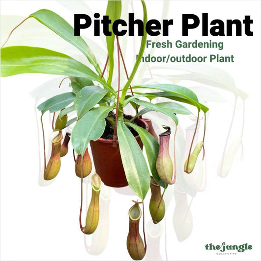 Pitcher/Nepenthes Plant/Eating mosquitoes/flies - Fresh gardening balcony plant