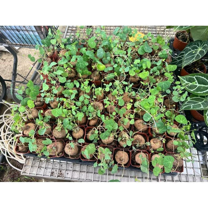 Stephania Erecta Plant - Fresh gardening indoor/outdoor plant