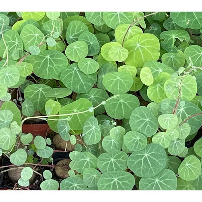 Stephania Erecta Plant - Fresh gardening indoor/outdoor plant