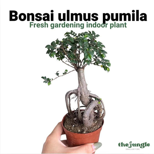 Bonsai ulmus pumila - Fresh gardening indoor plant/bonsai