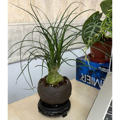 Ponytail Palm/Beaucarnea recurvata - Fresh gardening indoor/outdoor plant/easy grow