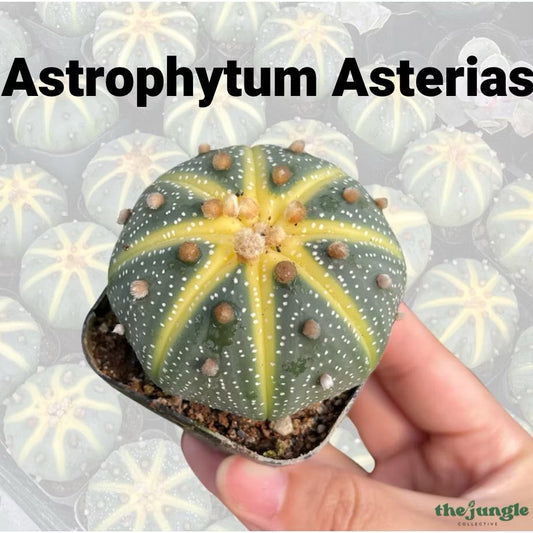 Rare Sand Dollar Cactus - Succulents/Spineless Cactus/Indoor