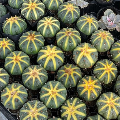 Rare Sand Dollar Cactus - Succulents/Spineless Cactus/Indoor