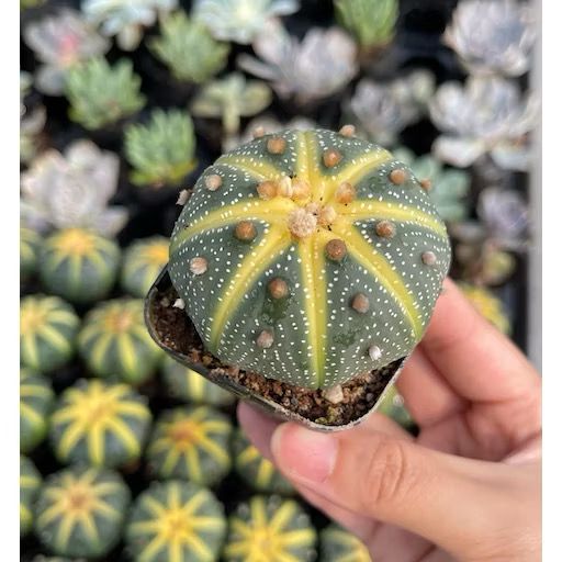 Rare Sand Dollar Cactus - Succulents/Spineless Cactus/Indoor