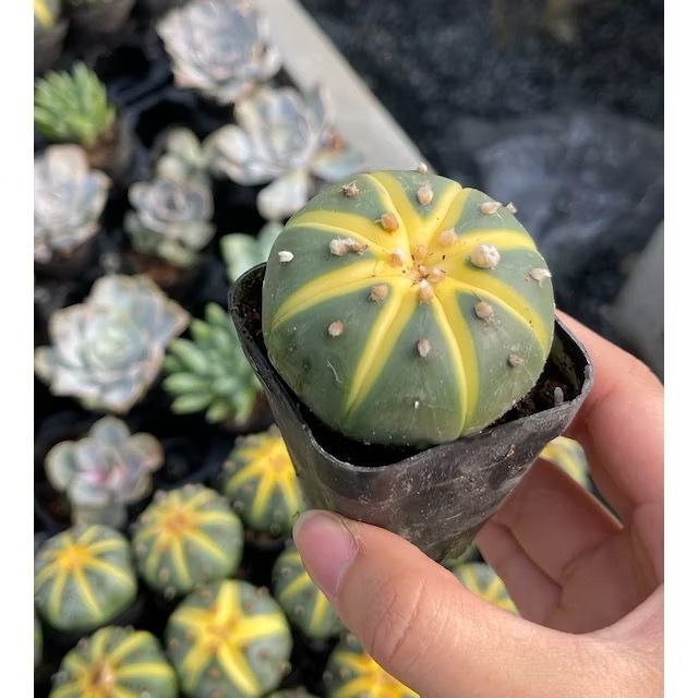 Rare Sand Dollar Cactus - Succulents/Spineless Cactus/Indoor