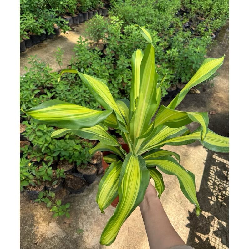Dracaena fragrans cv. Massangeana 'Gold Cord' - Happy Plant/  Fresh gardening indoor/outdoor plants