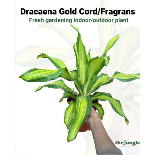 Dracaena fragrans cv. Massangeana 'Gold Cord' - Happy Plant/  Fresh gardening indoor/outdoor plants