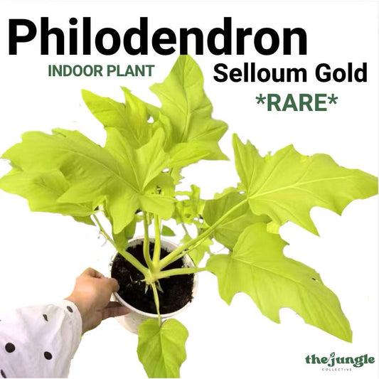 Philodendron selloum gold/Bipinnatifidum - Unique fresh gardening indoor plant