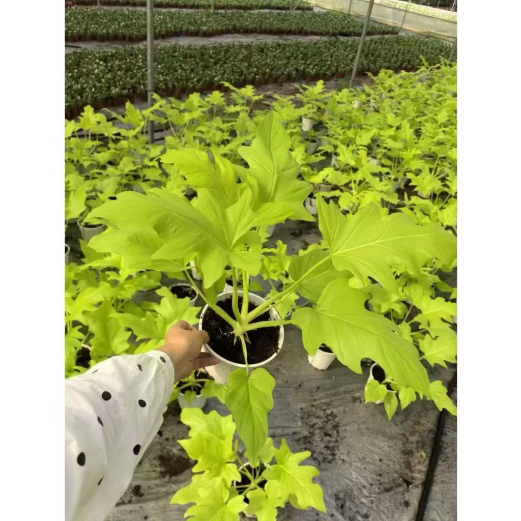 Philodendron selloum gold/Bipinnatifidum - Unique fresh gardening indoor plant