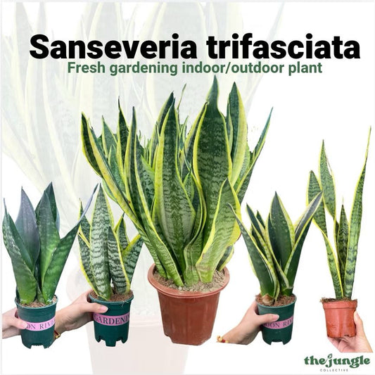 Dracaena trifascita/Sanseveria trifasciata/Snake plant - Fresh indoor/balcony plants