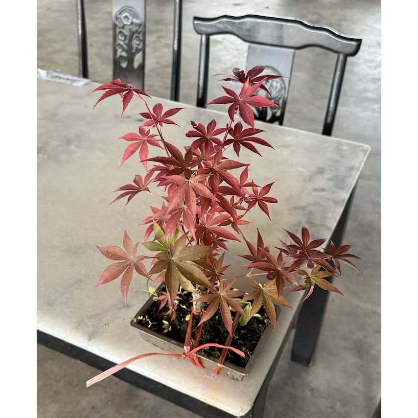 Maple Tree Bonsai -Fresh gardening indoor plant