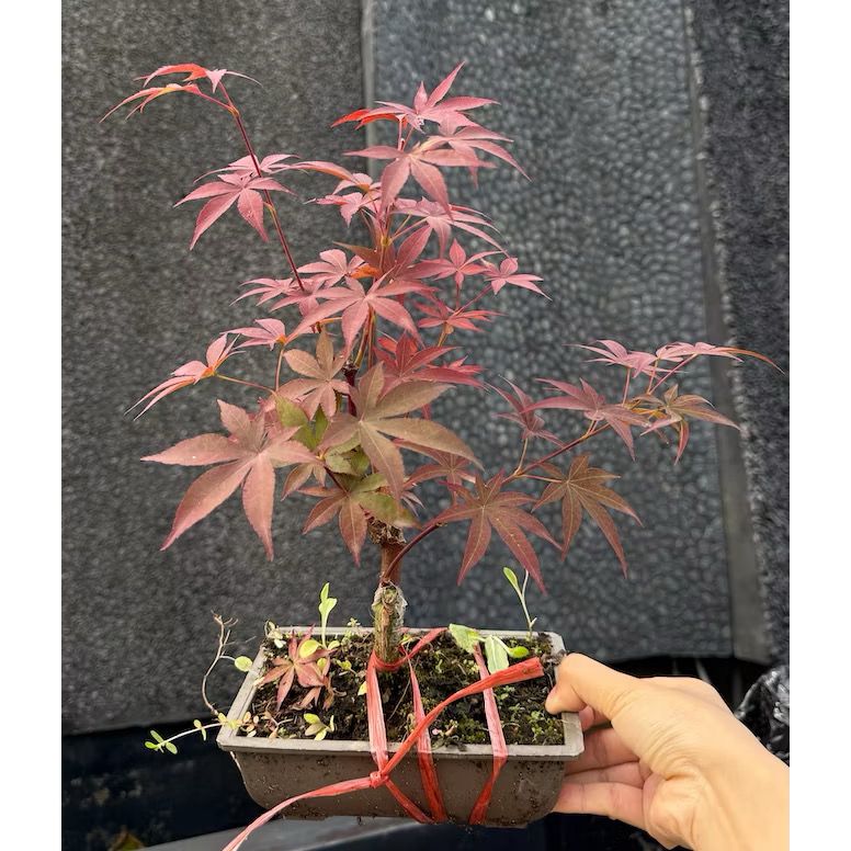 Maple Tree Bonsai -Fresh gardening indoor plant