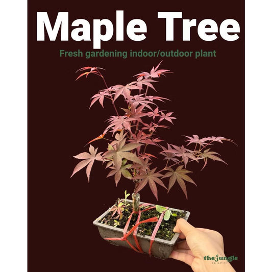 Maple Tree Bonsai -Fresh gardening indoor plant