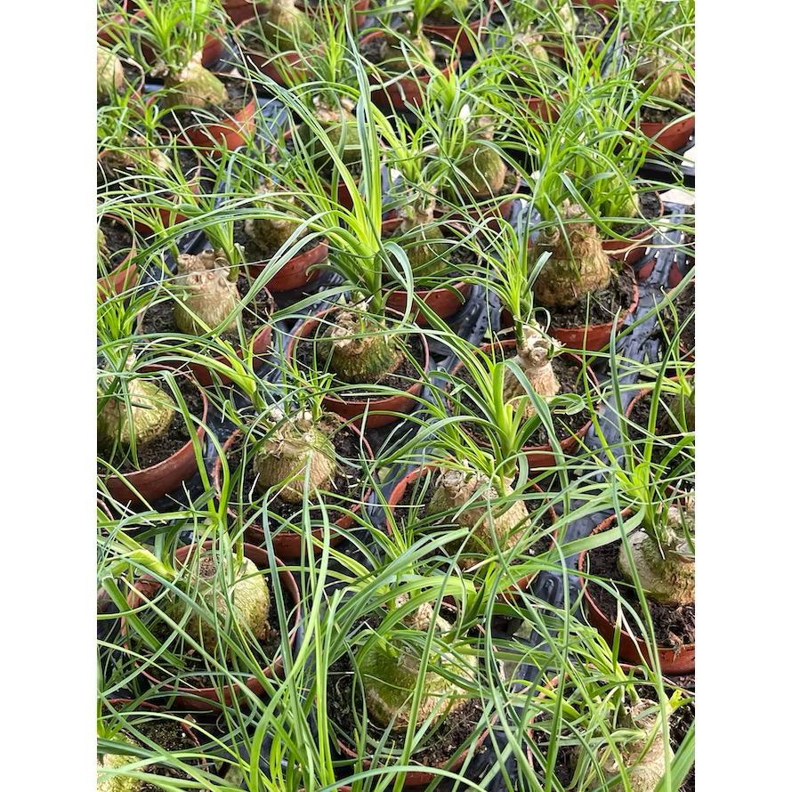 Ponytail Palm/Beaucarnea recurvata - Fresh gardening indoor/outdoor plant/easy grow