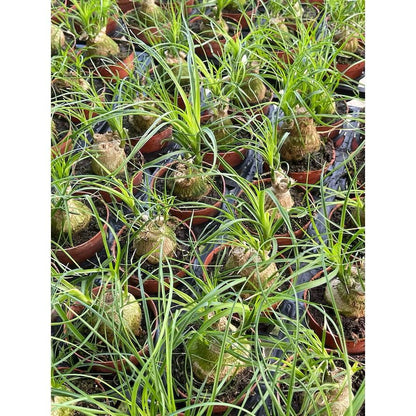 Ponytail Palm/Beaucarnea recurvata - Fresh gardening indoor/outdoor plant/easy grow