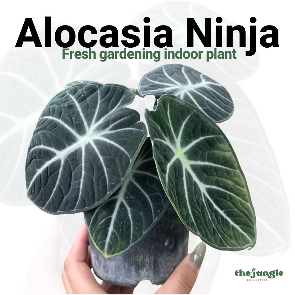 Alocasia 'Ninja' /black velvet ninja - Fresh gardening indoor plant