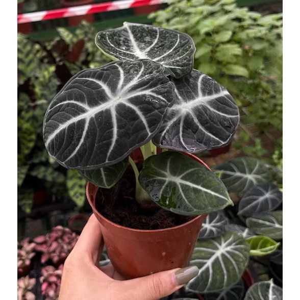 Alocasia 'Ninja' /black velvet ninja - Fresh gardening indoor plant