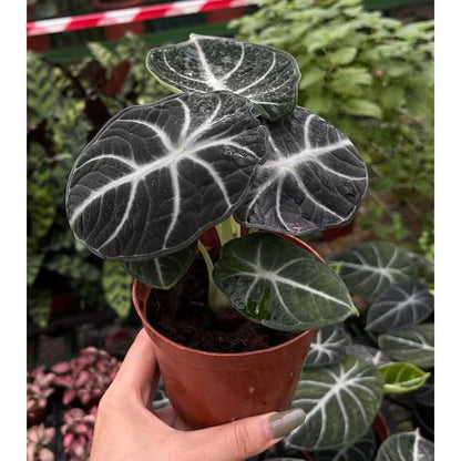 Alocasia 'Ninja' /black velvet ninja - Fresh gardening indoor plant