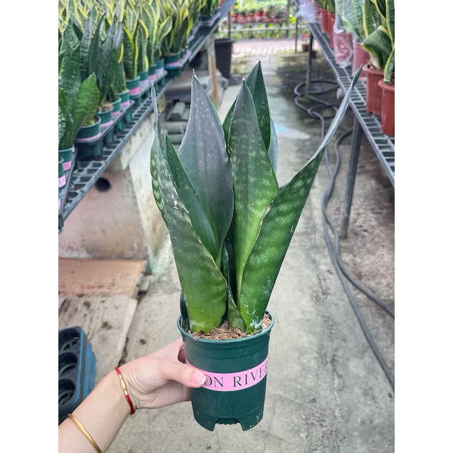 Dracaena trifascita/Sanseveria trifasciata/Snake plant - Fresh indoor/balcony plants