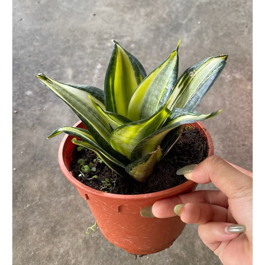 Dracaena trifascita/Sanseveria trifasciata/Snake plant - Fresh indoor/balcony plants