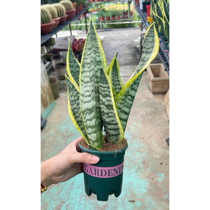 Dracaena trifascita/Sanseveria trifasciata/Snake plant - Fresh indoor/balcony plants