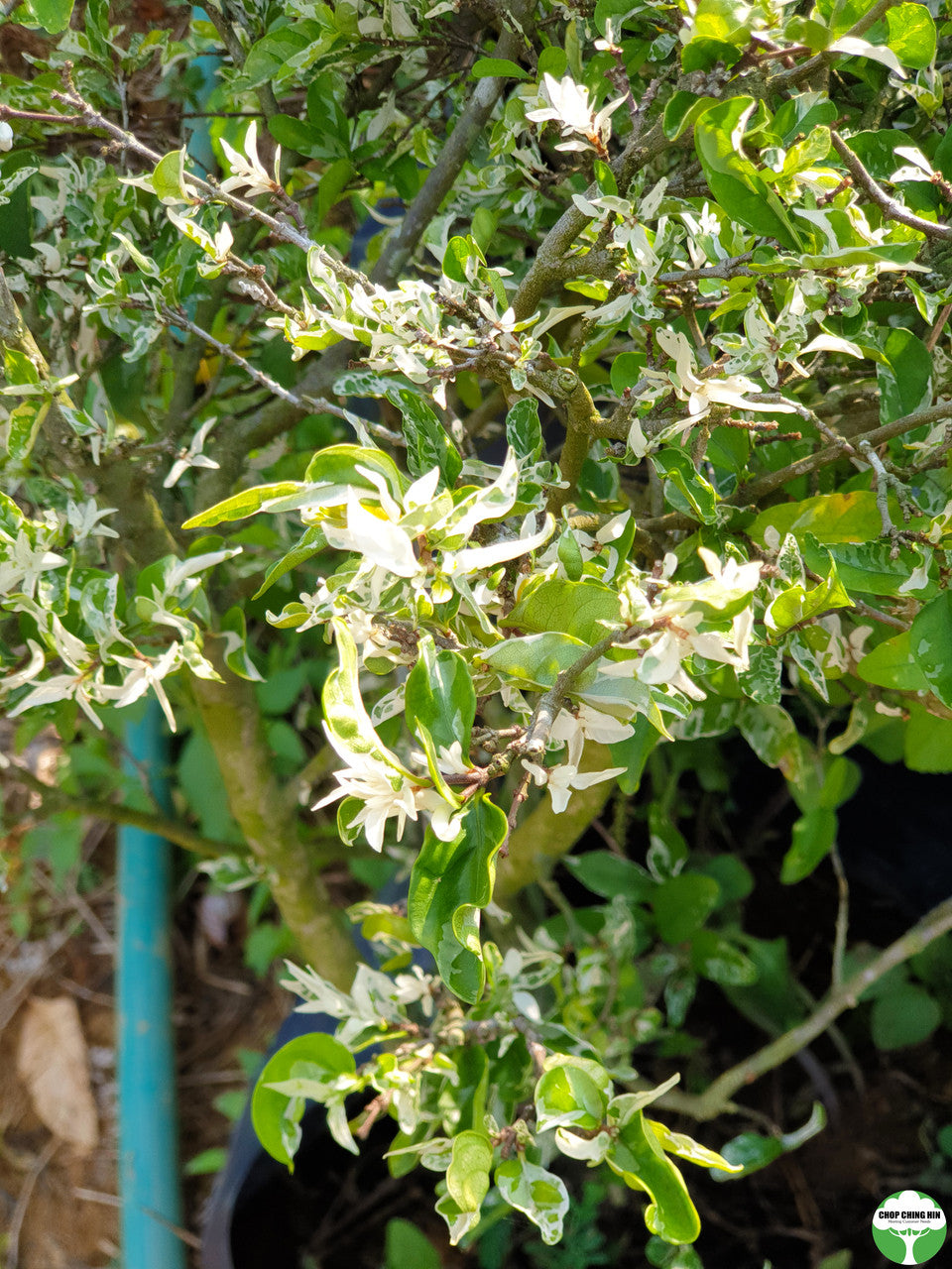 Wrightia religiosa (Variegated)