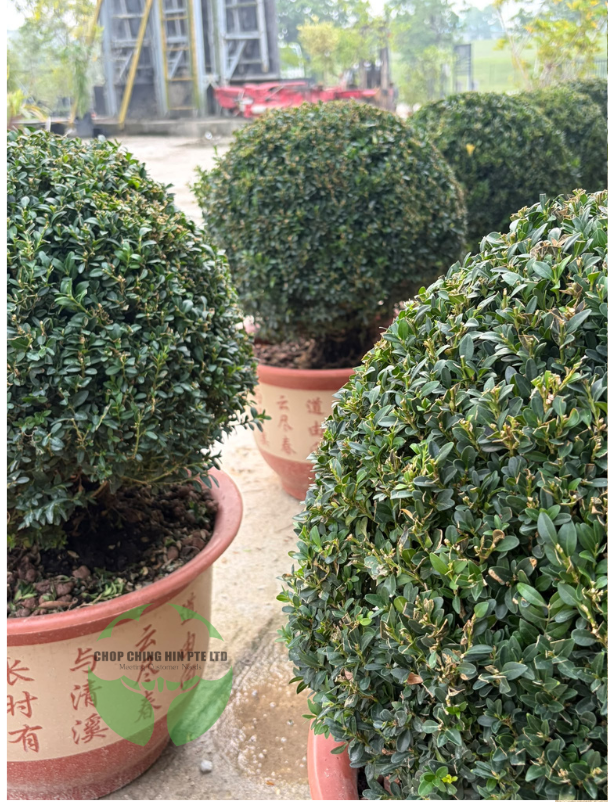 Buxus (Boxwood)