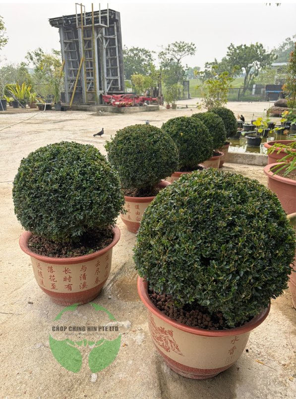 Buxus (Boxwood)