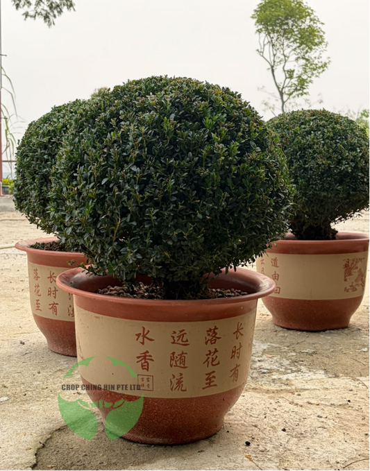 Buxus (Boxwood)