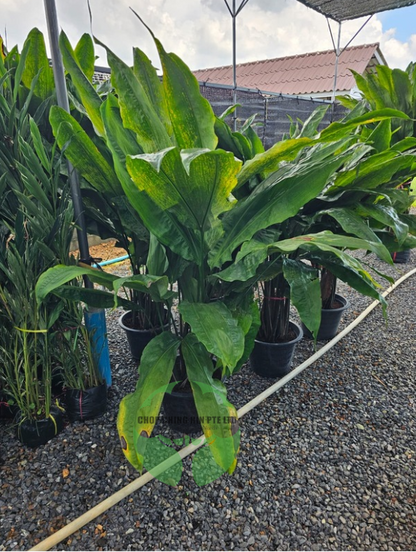 Cyclanthus bipartitus