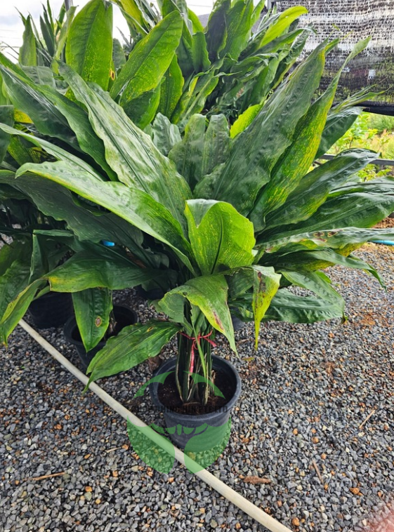 Cyclanthus bipartitus
