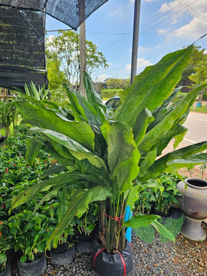 Cyclanthus bipartitus
