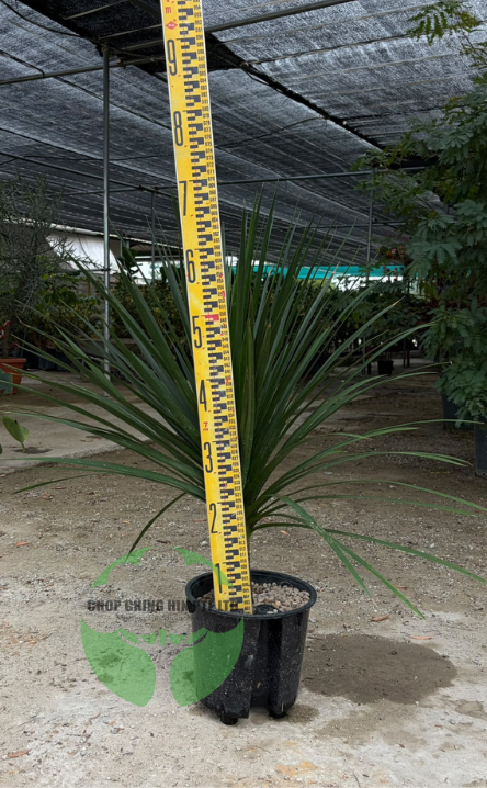Dracaena draco (Hydro)