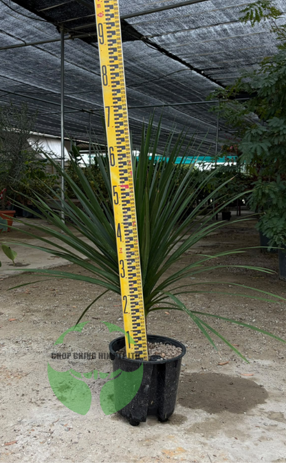 Dracaena draco (Hydro)