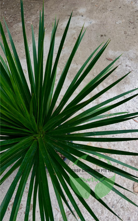 Dracaena draco (Hydro)