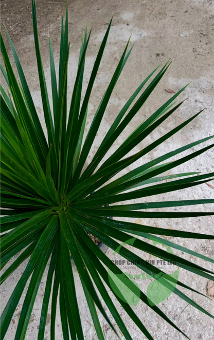 Dracaena draco (Hydro)