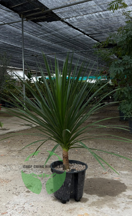 Dracaena draco (Hydro)