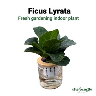 Hydroponic assorted plants/Self-watering - Indoor plant/Desktop Decoration