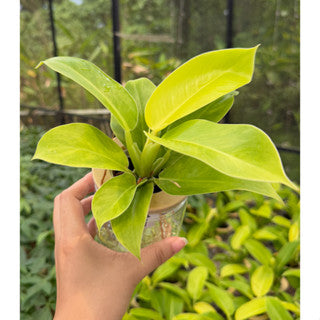 Hydroponic assorted plants/Self-watering - Indoor plant/Desktop Decoration