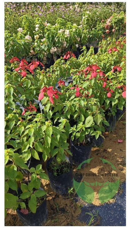 Mussaenda 'Dona Eva'
