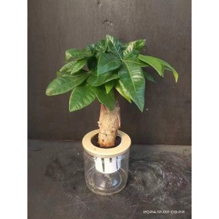 Hydroponic assorted plants/Self-watering - Indoor plant/Desktop Decoration