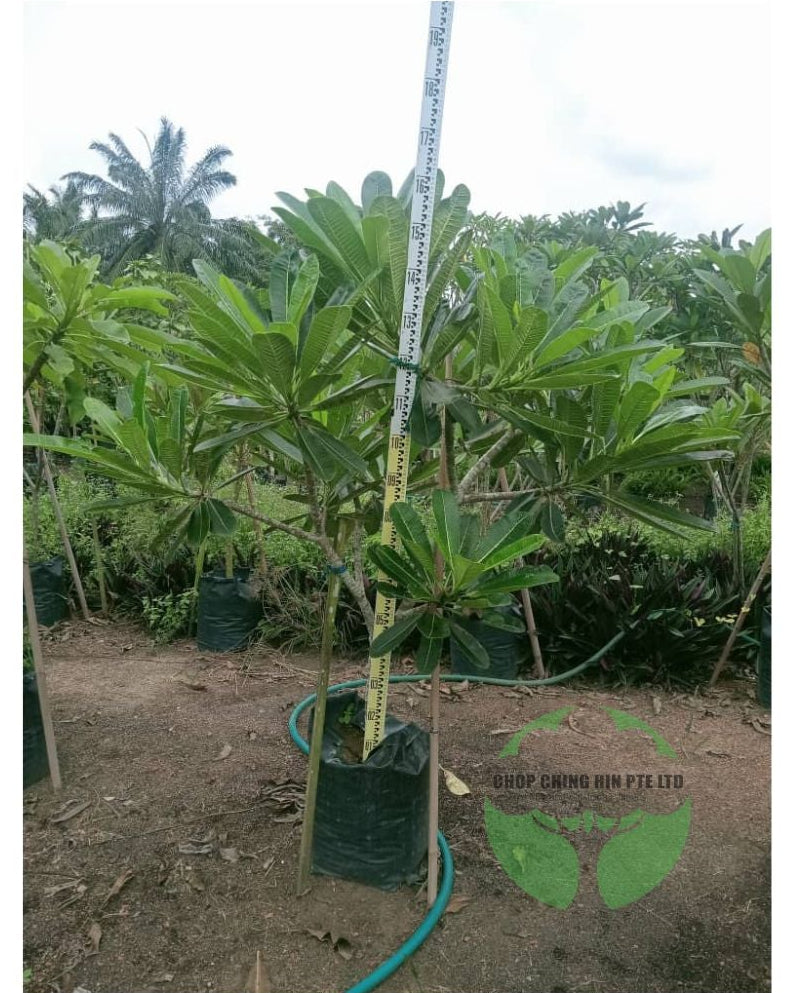 Plumeria obtusa